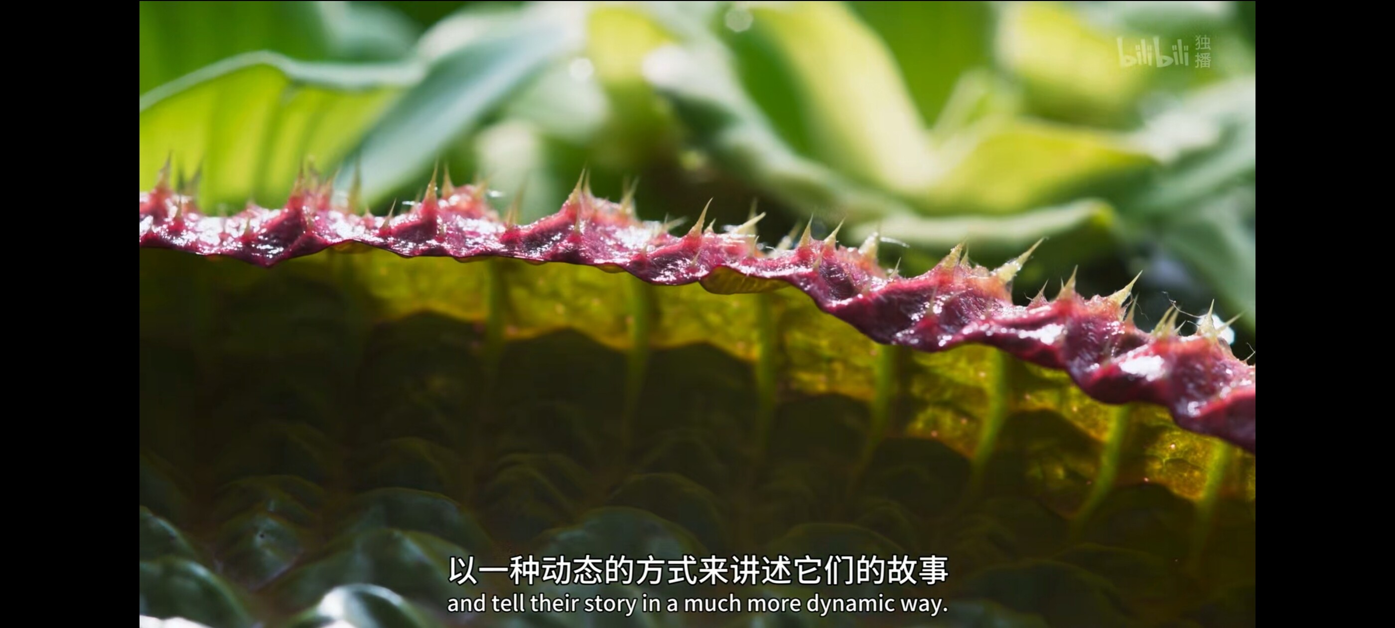 （纪录片）绿色星球[全6集][国语配音+中文字幕].（40G迅雷）